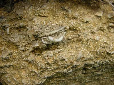 fossils.jpg