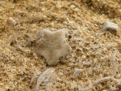 ossicle.jpg