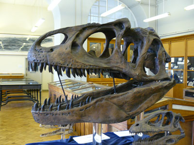 03_T_Rex
