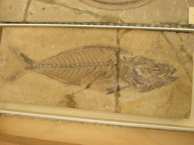 03_Eocene_fish