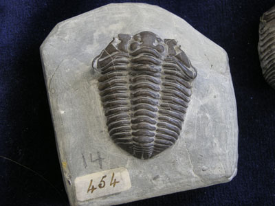 03_Trilobite