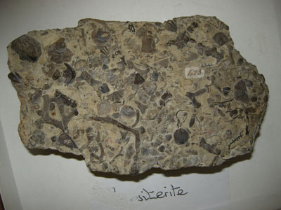 03_Wenlock_limestone
