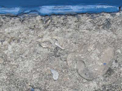 tourist-fossils.jpg