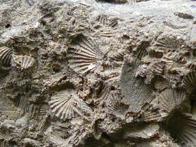 fossils-1