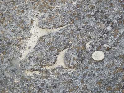 06_Dinosaur_footprint.jpg