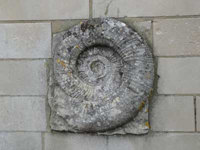 08_Ammonite.jpg