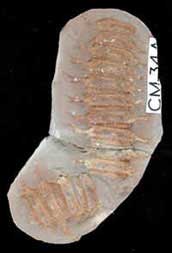 Millipede_from_Coseley.jpg