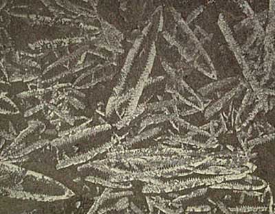 Graptolite_Lapworth_collect.jpg