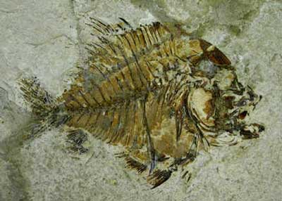 Monte_Bolca_Verona_fish.jpg