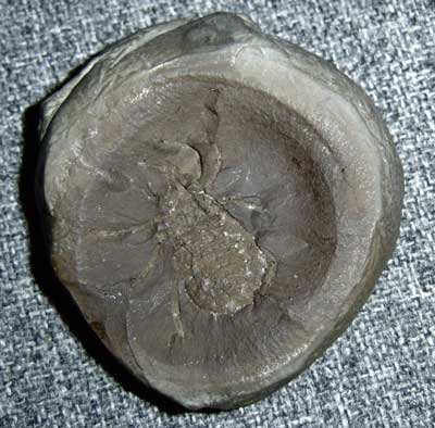 Spidermite_Nodule_lr.jpg