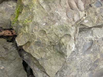 16_fossils_1.jpg