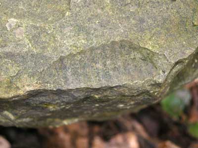 17_fossils_2.jpg