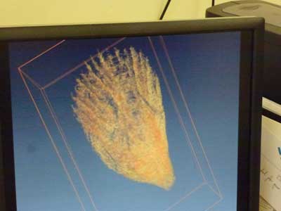 Rugose coral.jpg