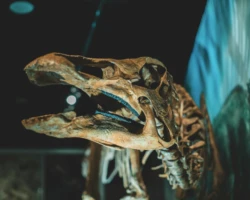 Jonathon Cooper view of a dinosaur skeleton on display in a museum exhibition